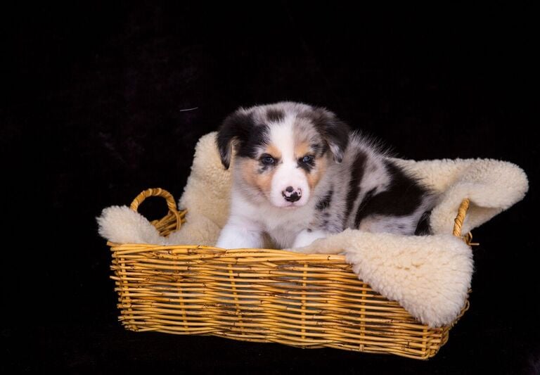 tri blue merle border collie puppies 