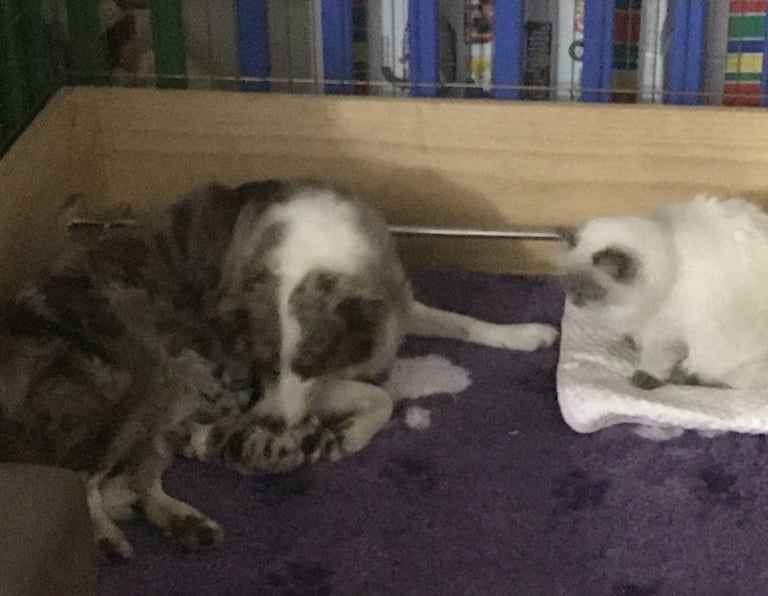 tri chocolate and blue merle border collie puppies 