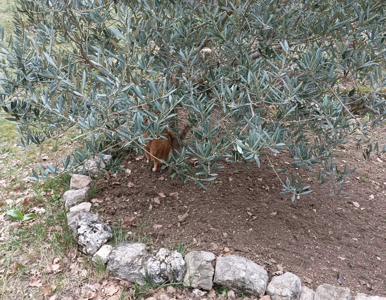 garden edging in stone