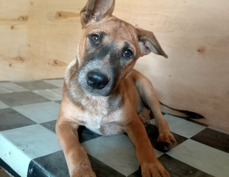bali puppy, bali dog, puppy sitting