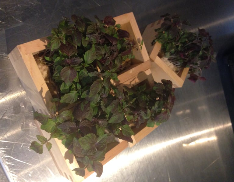 Purple Shiso!