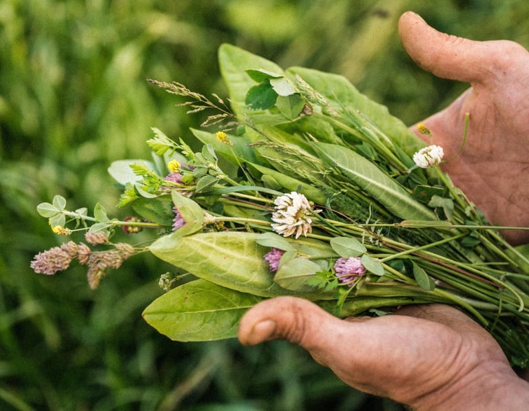 herbal lay dock lucerne clover