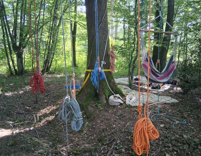 chêne équipé dans les bois
