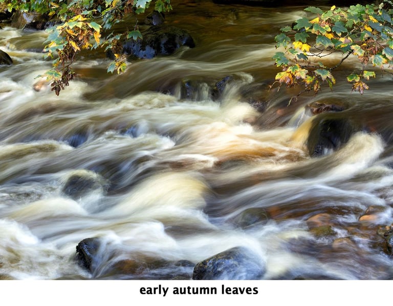 a stream of water with early autumn leaves on a suspended branch