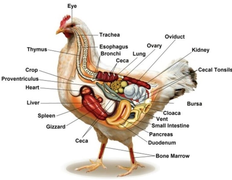 Poultry Medicines ... Antibiotics ... Nutritional Supplement ... Anticoccidial ... Anthelmintic ... 