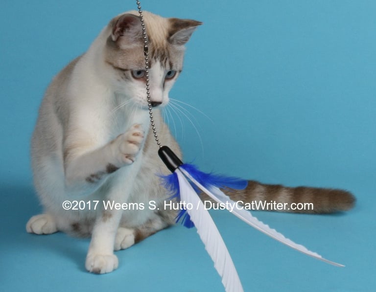Spot, a young cat diagnosed with HCM at only 8 months. Felycin-CA1 came too late to save him.