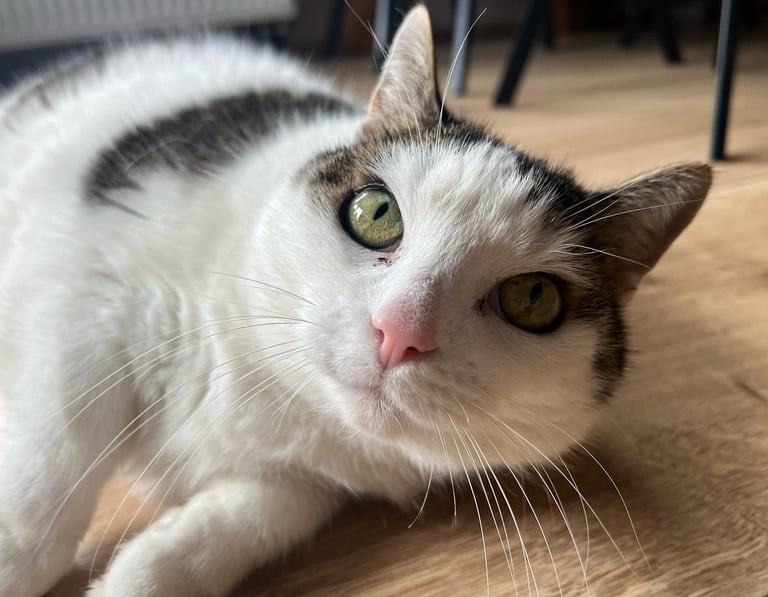 Weiße Katze - fluffy family