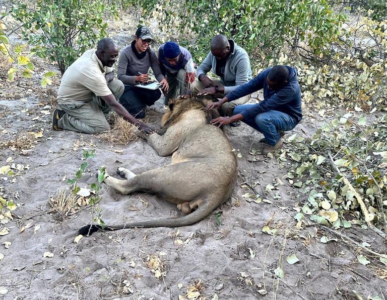 The CLAWS lion co-existence team examining an immobilized male lion