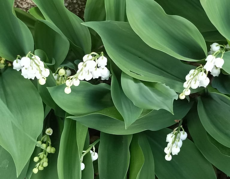 In a tiny corner, sprays of lily of the valley.