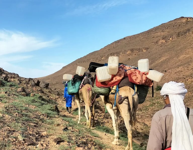 Camels laden with trekking gear walking a rocky Sahara desert trail with guides front and back