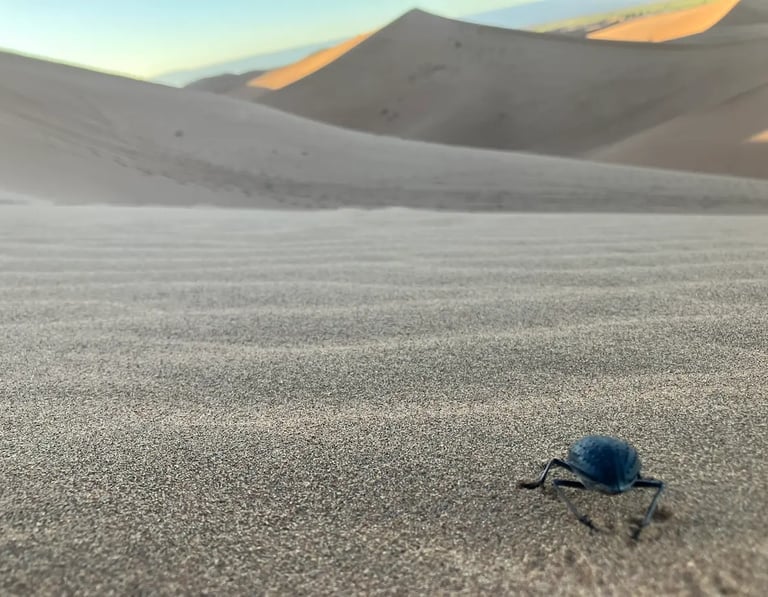 Large beetle crossing sand at Erg Chigaga dune field in Sahara desert