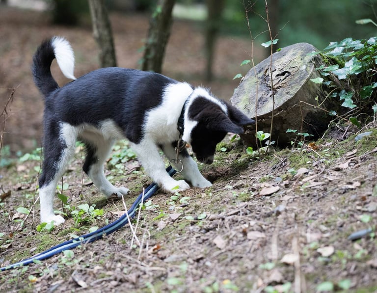 Un chien d'ours de carélie qui cherche une truffe (cavage)