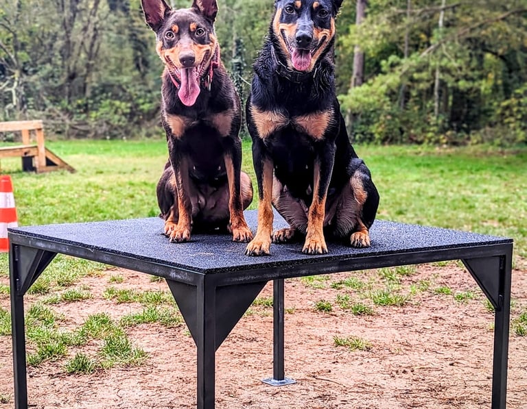 Deux Kelpie Australien assis sur une table dans un terrain d'éducation canine