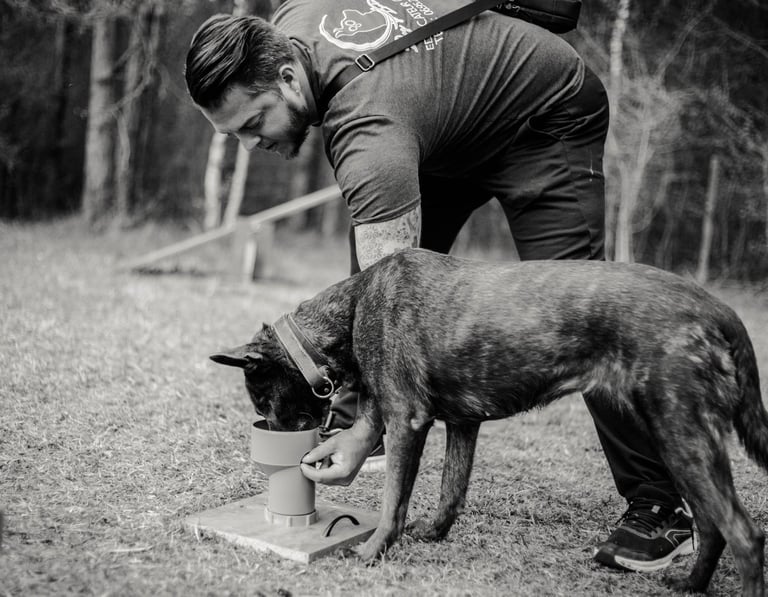 Une chien en pleine recherche pendant une séance de Nosework