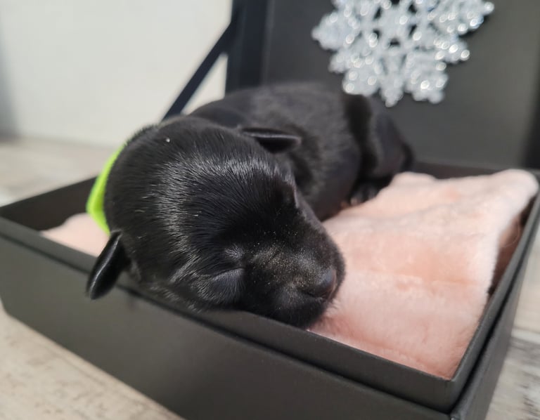 Chiot de Tessie