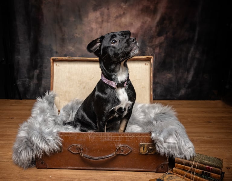 black puppy in suitcase