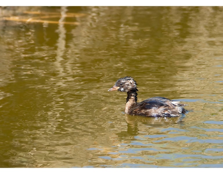 ZAMPULLÍN CHICO (TACHYBAPTUS RUFICOLLIS)