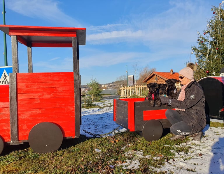 Schnauzers dans un petit train