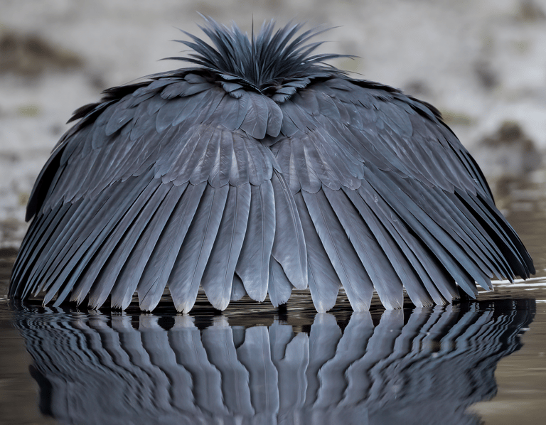 Black Heron | Birding Adventures Gambia