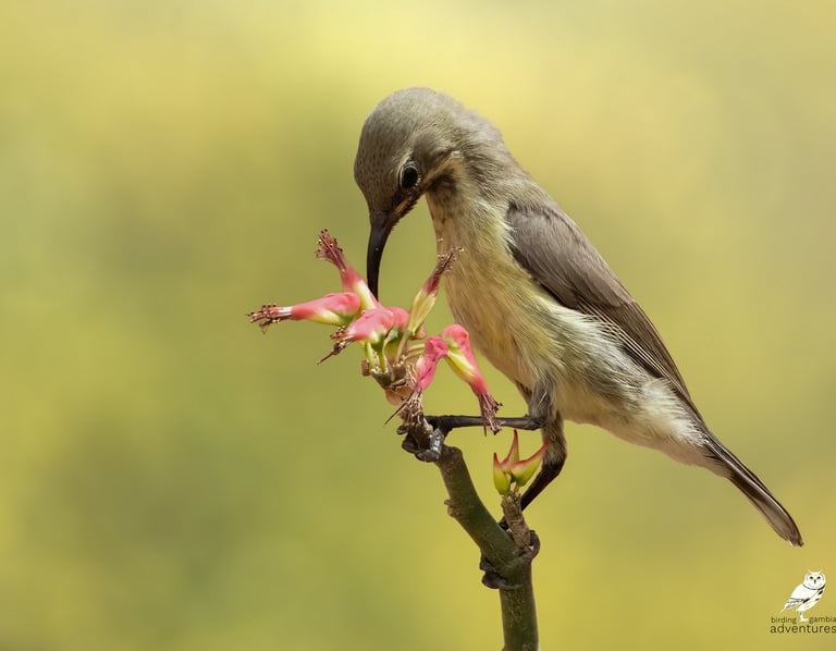 Beautiful Sunbird Female | Birding Adventures Gambia