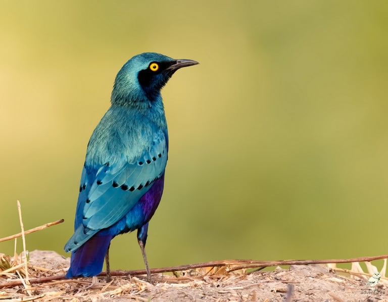 Purple Glossy Starling | Birding Adventures Gambia