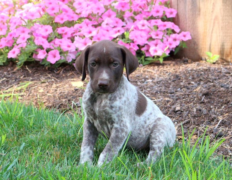 German Shorthaired Pointer Puppies for Sale