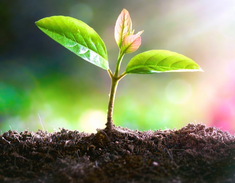 A small green plant seedling growing in dark soil with bright sunlight flare.