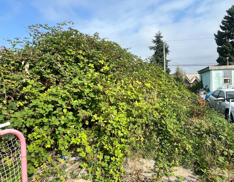 Property before blackberry bushes are removed.