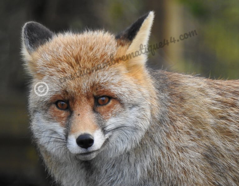 Portrait rapproché d'un renard roux sauvage aux oreilles dressées et aux yeux orange perçants