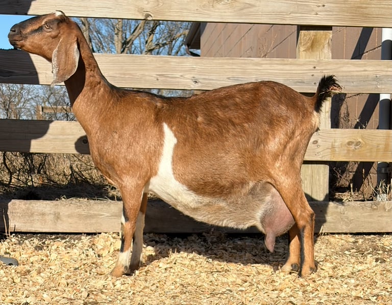 A black, white and brown doe standing in the sun  