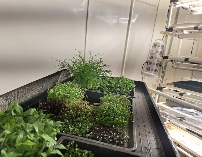 a picture of Early Greens microgreens nursery