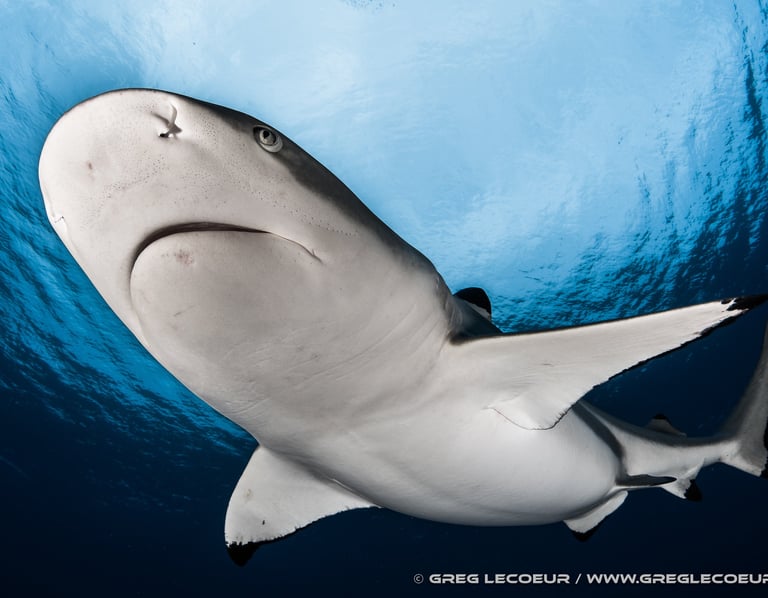 un requin pointe noire de face