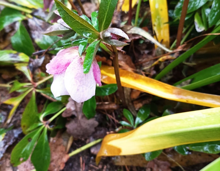 Winter Hellebore 