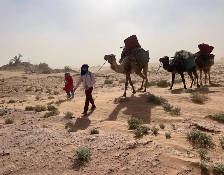 Man leading three camels on Sahara Plus trek through desert under midday sun