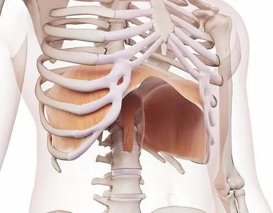 Anatomie du diaphragme image