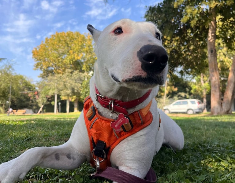 clase para cachorros