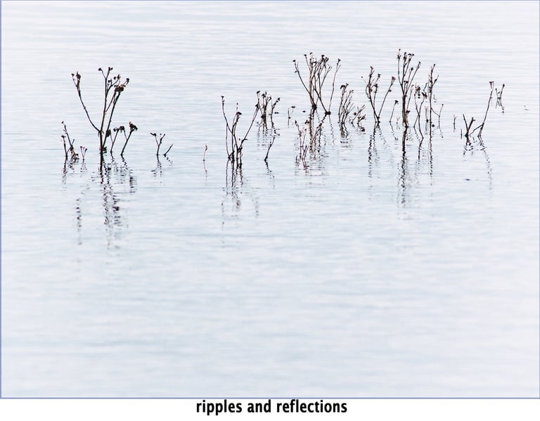 an abstract photograph of reeds standing in the water, reflected in its gentle flow