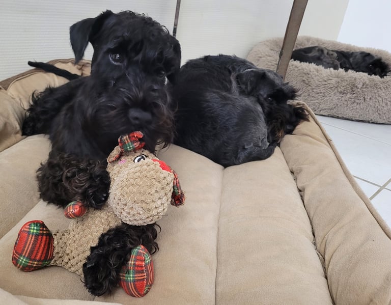 Anouk des Diamants Noirs d'Also