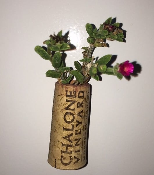 Living ice succulent in a cork magnet.