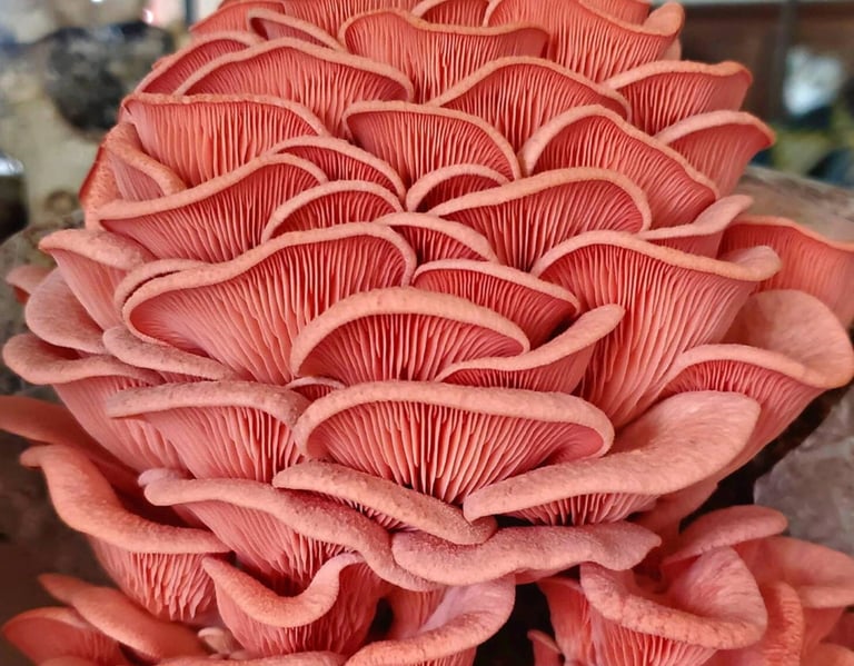 fungo ostrica rosa fresco