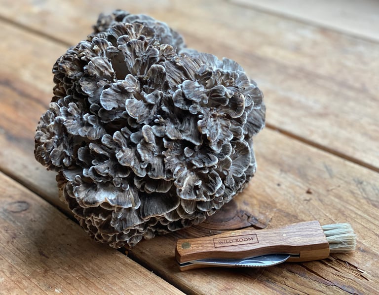 Maitake Grifola Frondosa italia