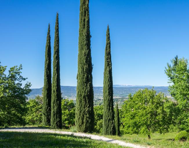 Plusieurs cyprès se détachant sur le ciel de Provence