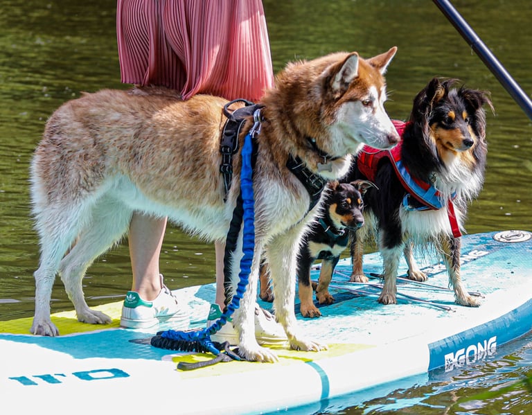 Des chiens pendant une séance de Cani-paddle