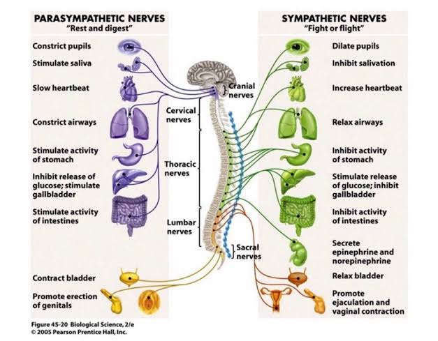 Vetrivel Health center best chiropractic and varamam theraphy 