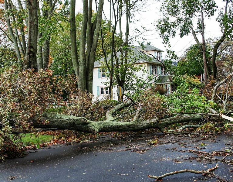 tree removal services in eden prairie mn