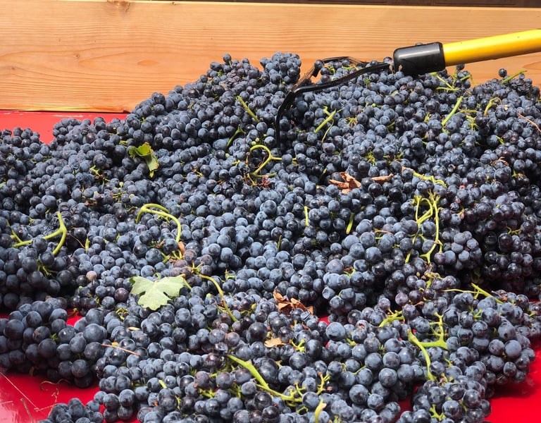 Dark purple grapes