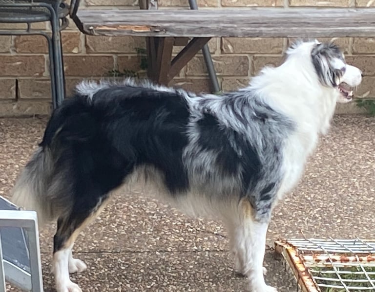 top condition border collie pregnancy 