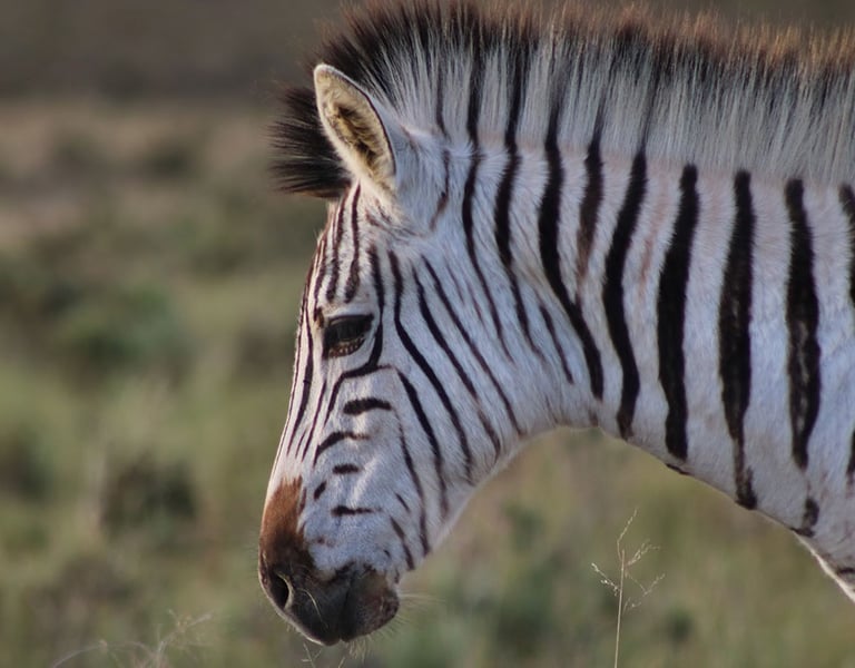 medium close up if a zebra in a field