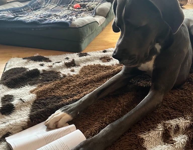 A large Great Dane dog lying on a faux fur rug reading an open book in a cozy living room.