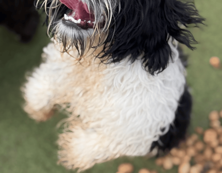 Adestramento de cães em Nova Mutum com foco em comportamento e obediência